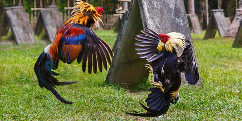 Overview of Key Features of the Asian Cockfighting Application