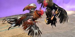 Asian Cockfighting Application Modern Platform Cockfighting