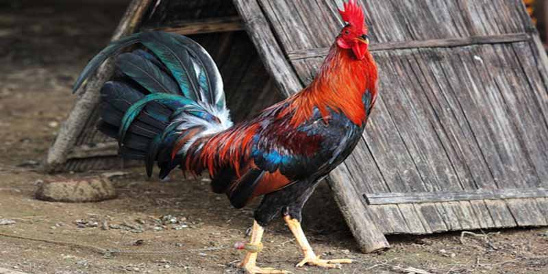 Introduction to Rooster for cockfighting 