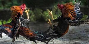 Rooster For Cockfighting Betting Guide That Bettors Should